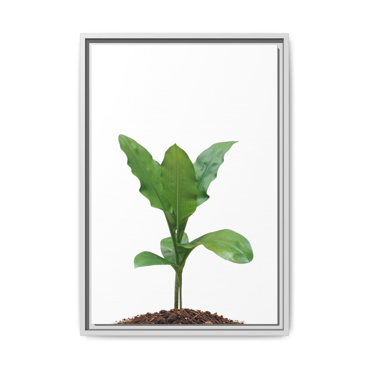 Blood Lily Plant Paintbrush Lily Plant Framed Canvas Wall Art