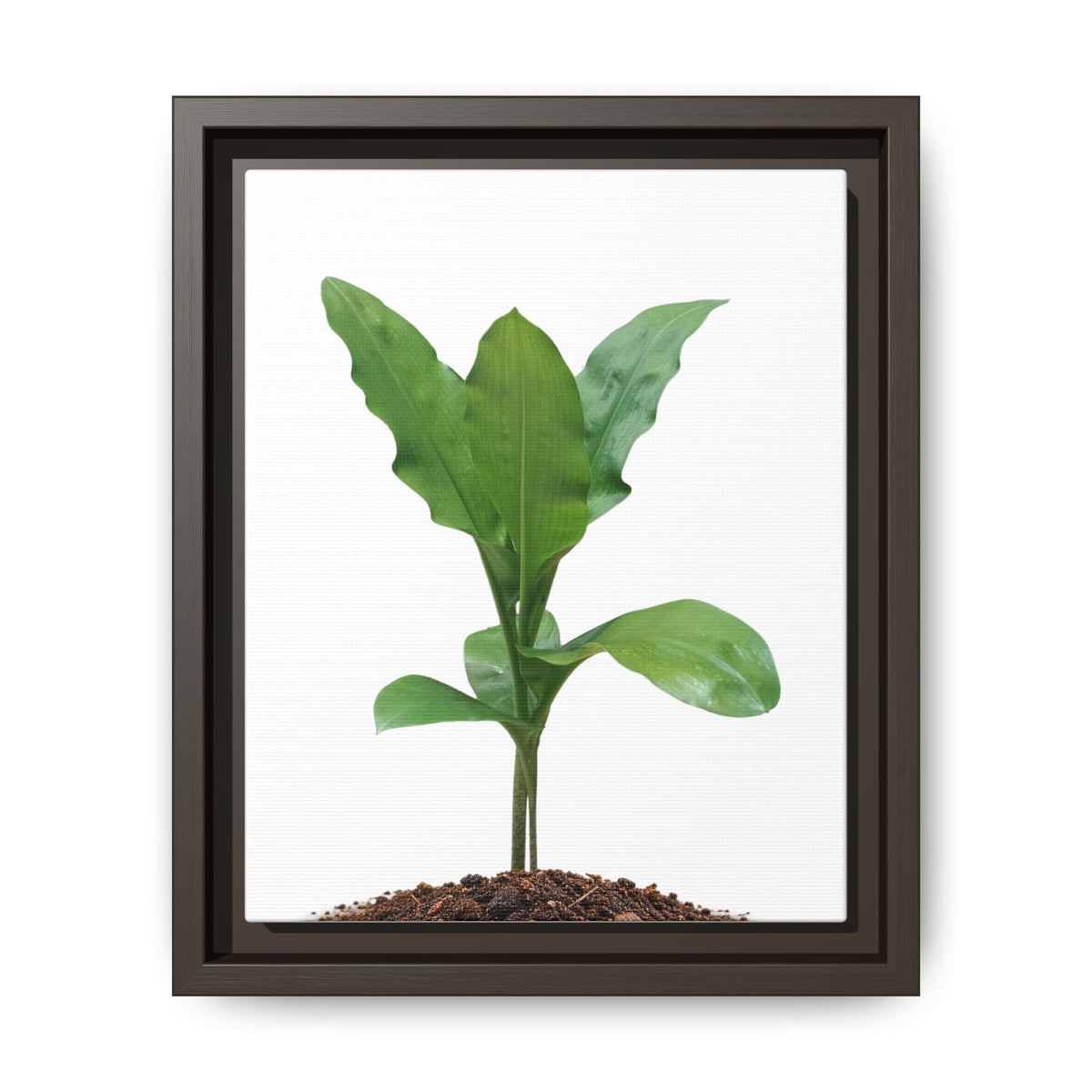 Blood Lily Plant Paintbrush Lily Plant Framed Canvas Wall Art