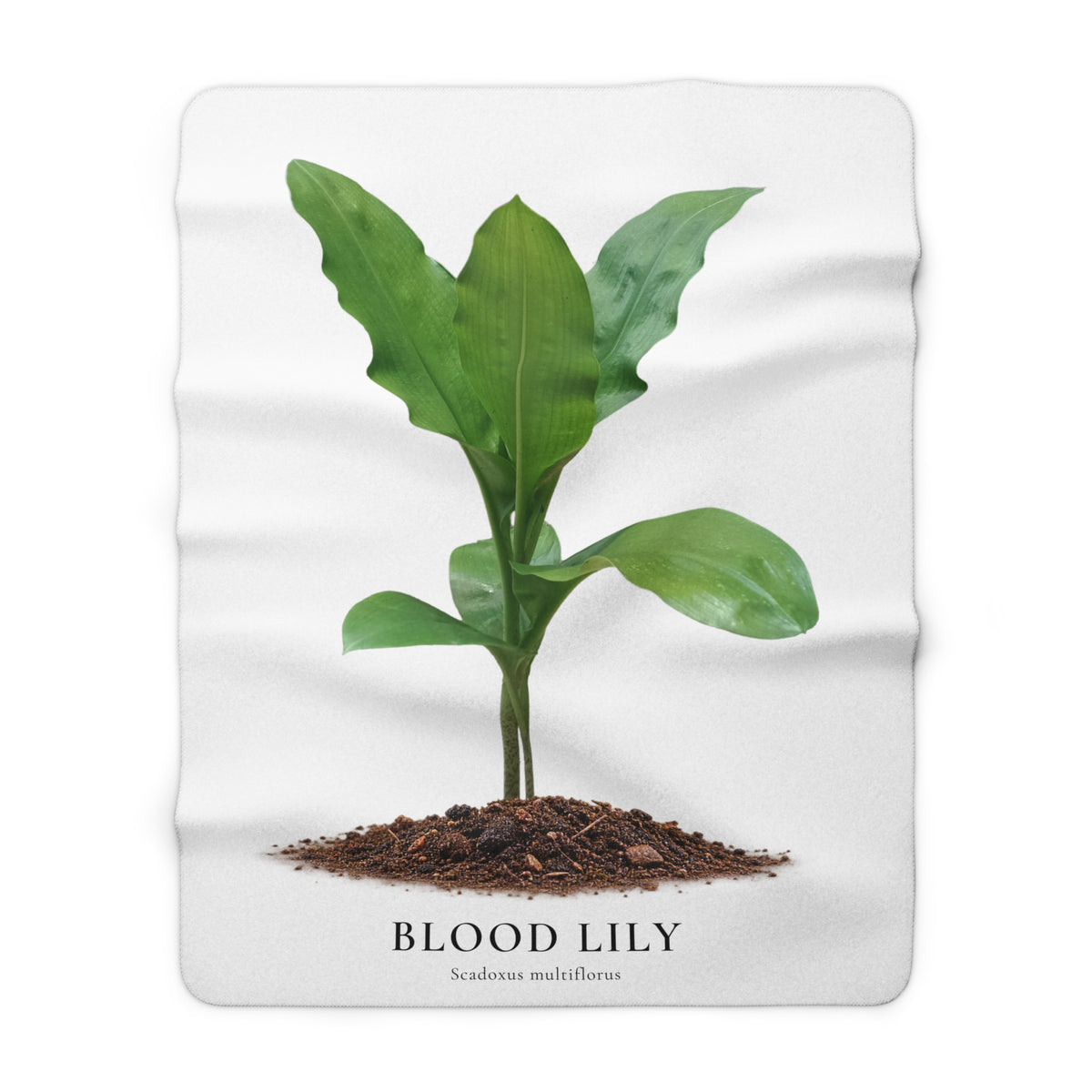 Blood Lily Plant Sherpa Fleece Blanket – Original Botanical Photography