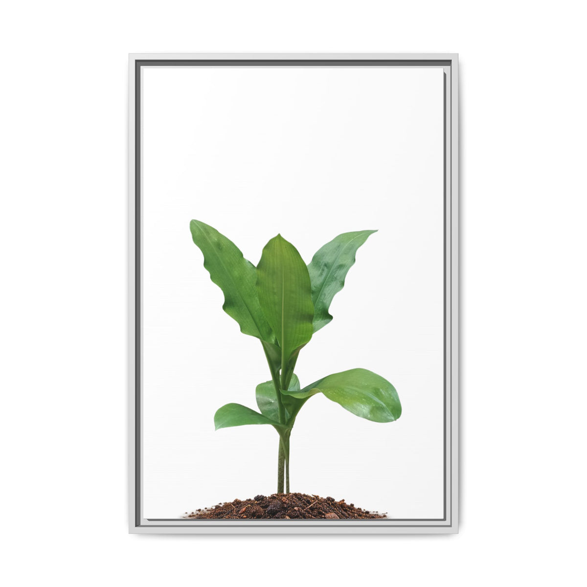 Blood Lily Plant Paintbrush Lily Plant Framed Canvas Wall Art