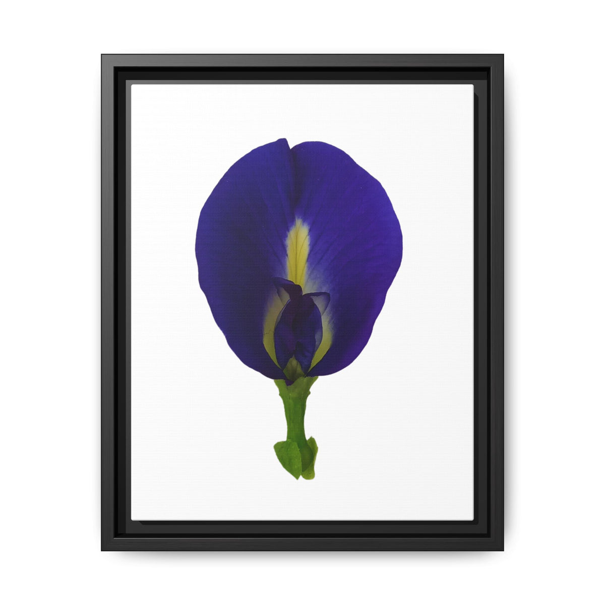 Original Butterfly Pea Flower Framed Canvas Wall Art