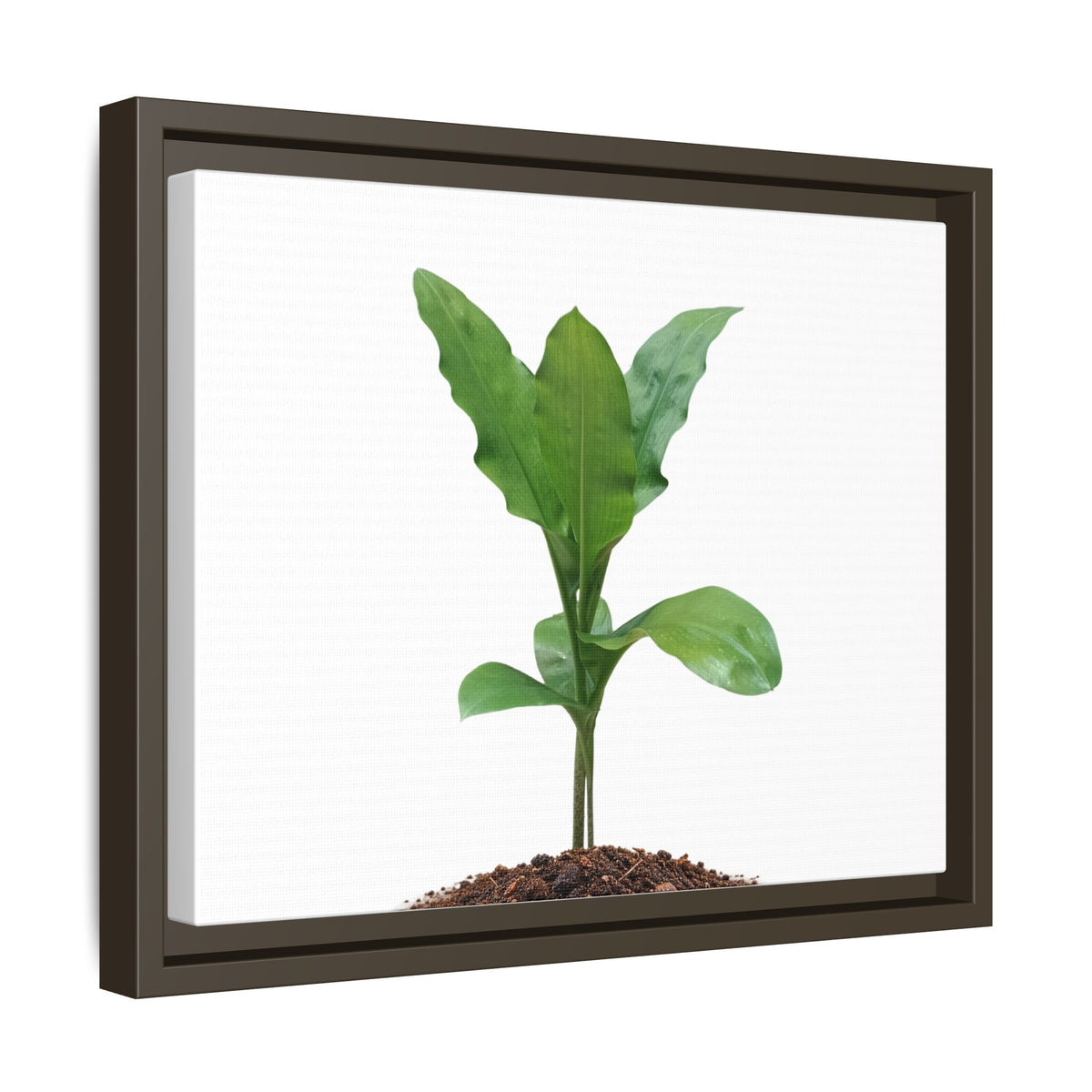 Blood Lily Plant Paintbrush Lily Plant Framed Canvas Wall Art