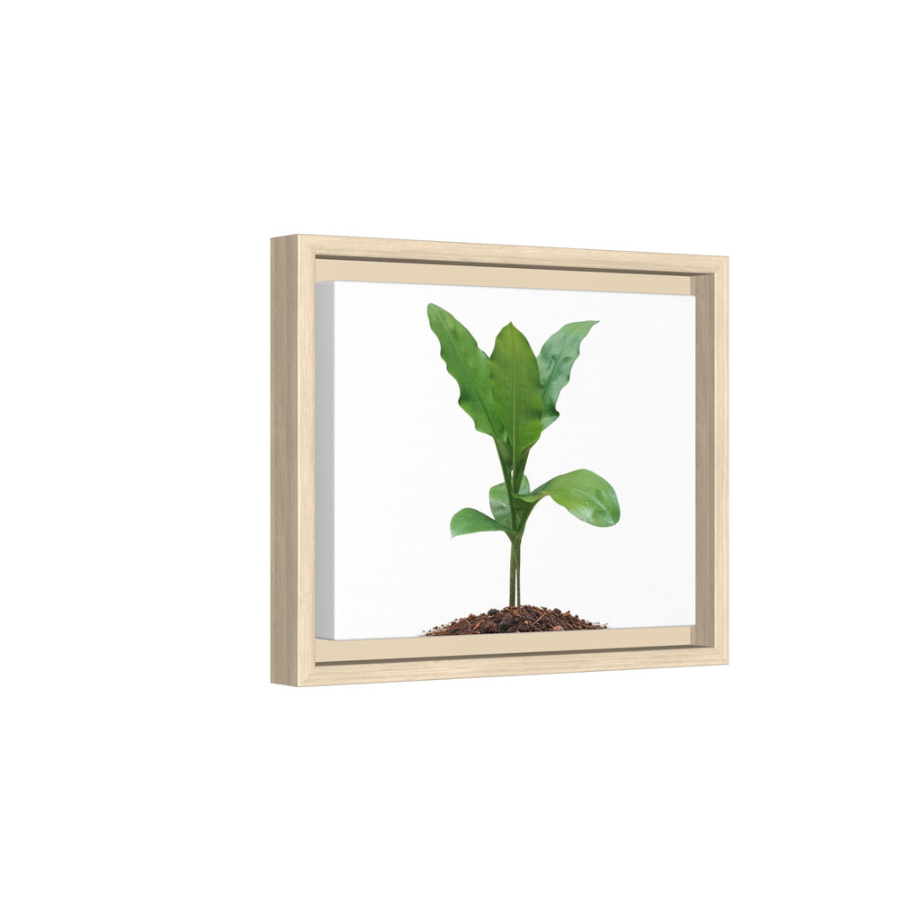 Blood Lily Plant Paintbrush Lily Plant Framed Canvas Wall Art