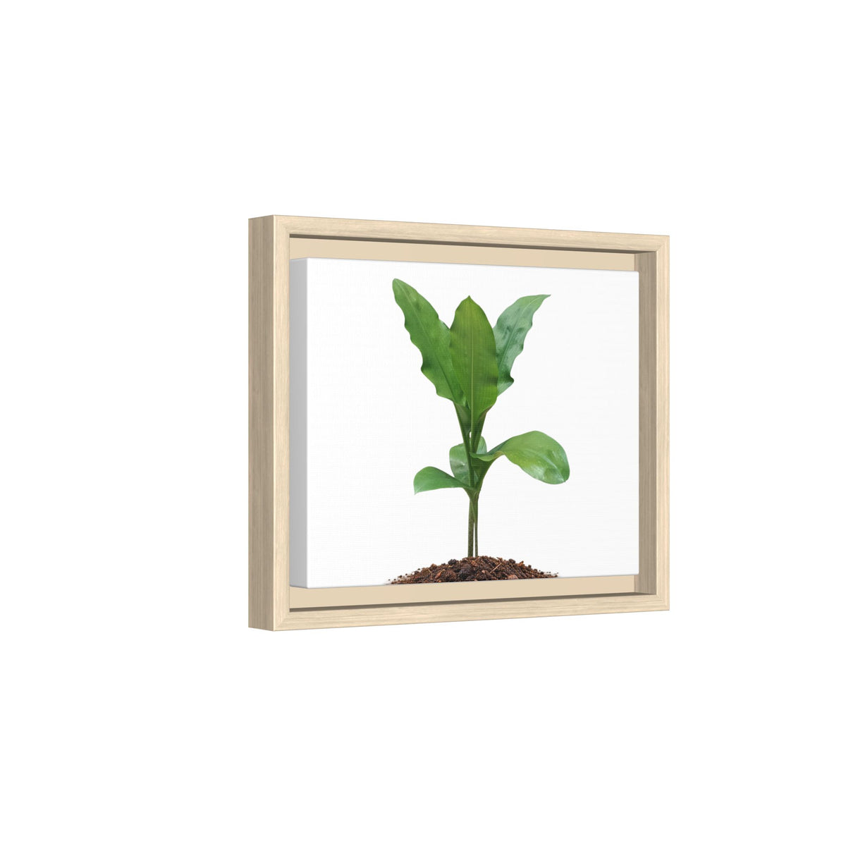 Blood Lily Plant Paintbrush Lily Plant Framed Canvas Wall Art