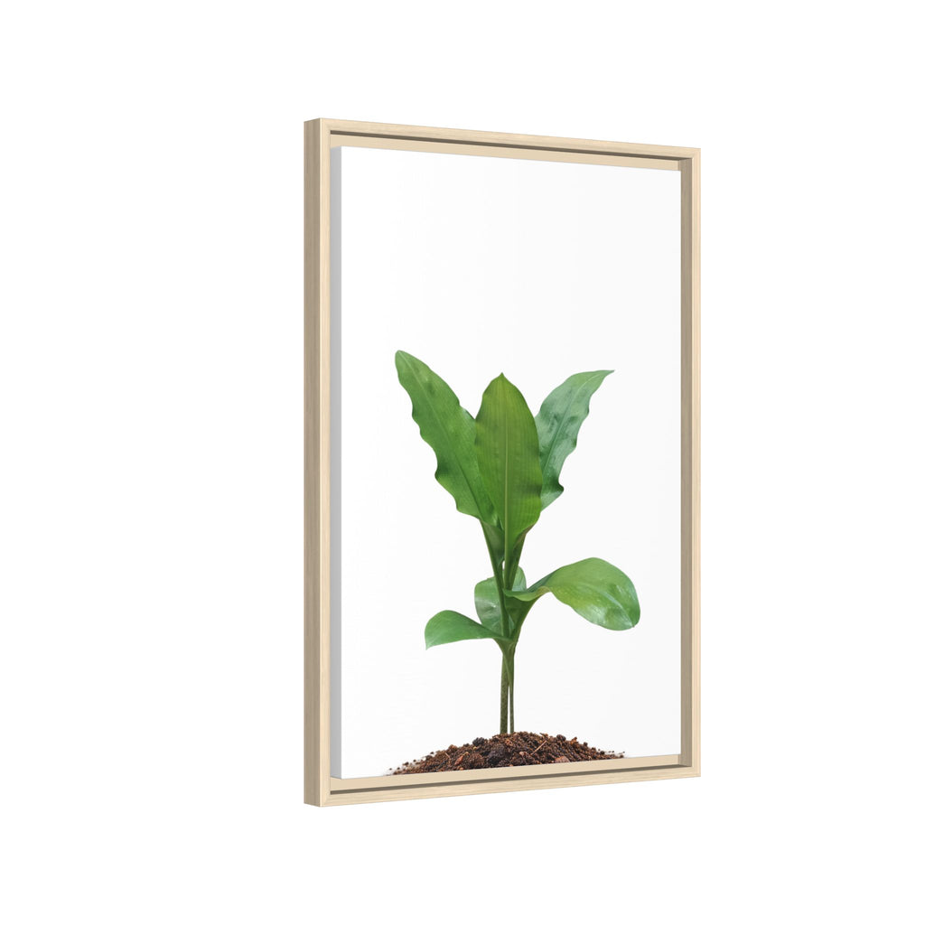 Blood Lily Plant Paintbrush Lily Plant Framed Canvas Wall Art