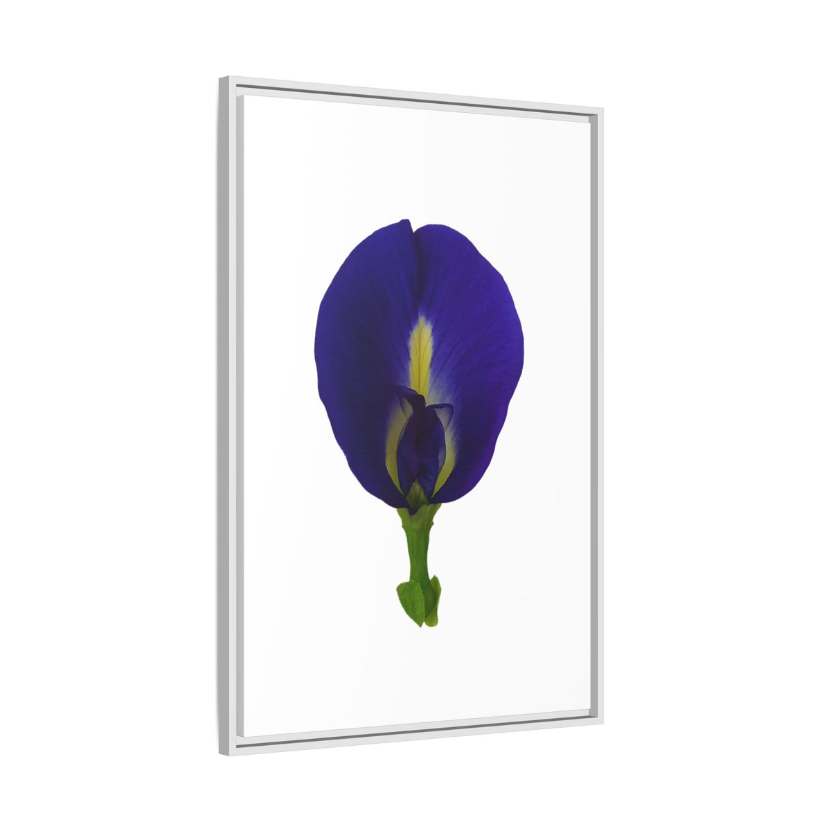 Original Butterfly Pea Flower Framed Canvas Wall Art