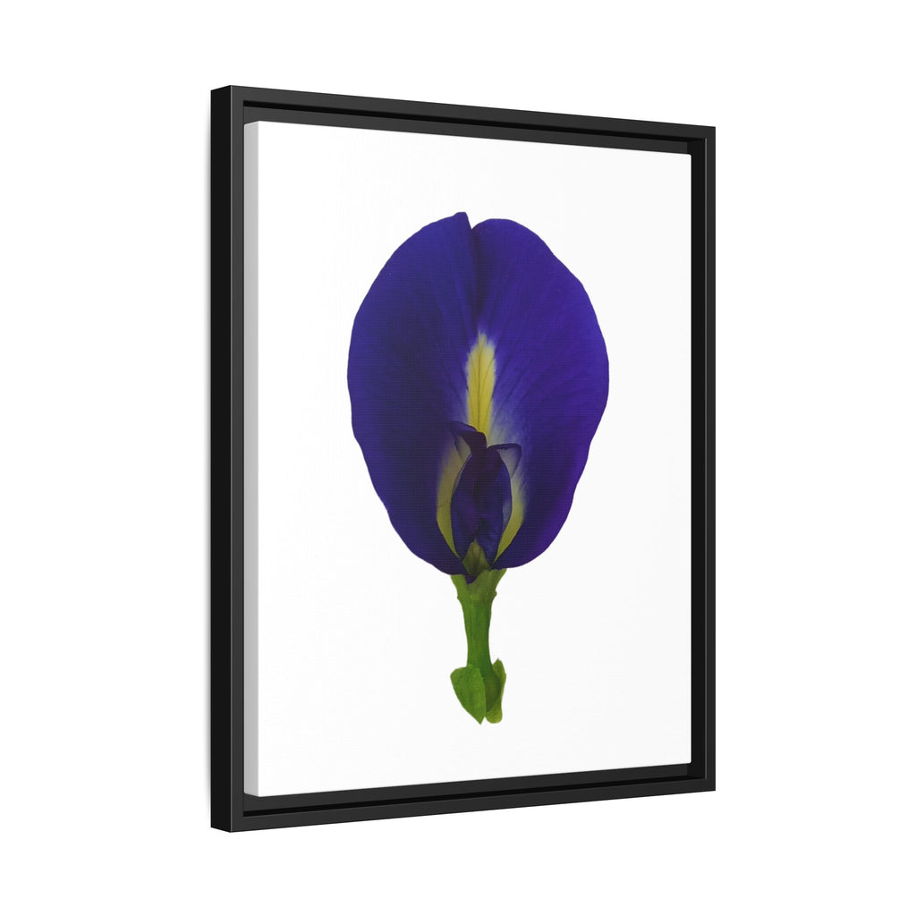 Original Butterfly Pea Flower Framed Canvas Wall Art