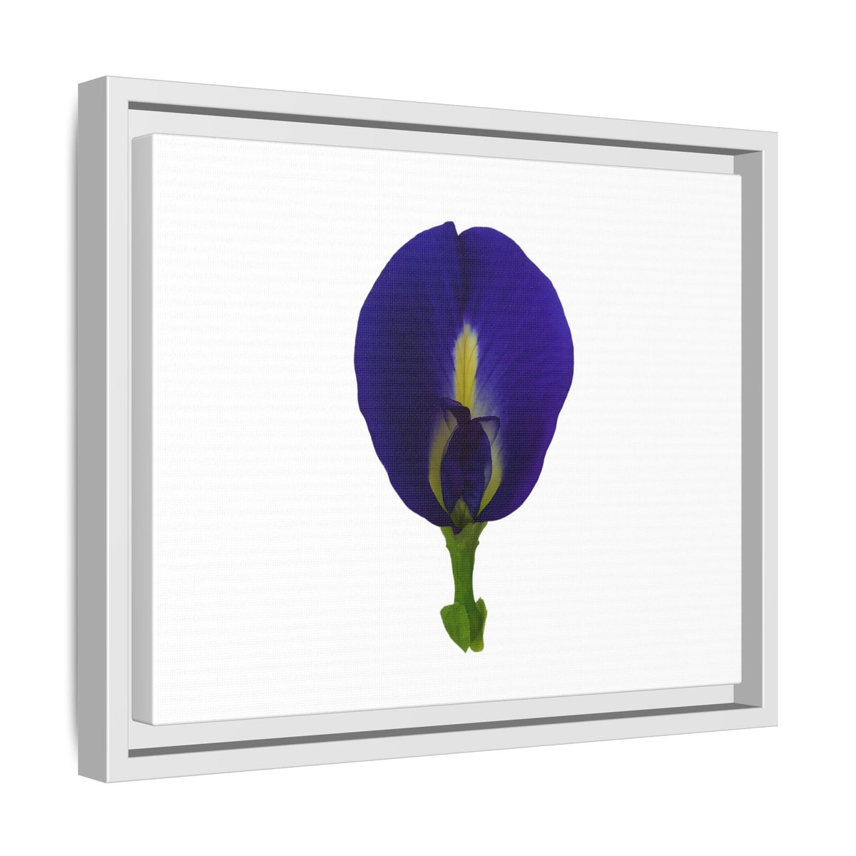 Original Butterfly Pea Flower Framed Canvas Wall Art
