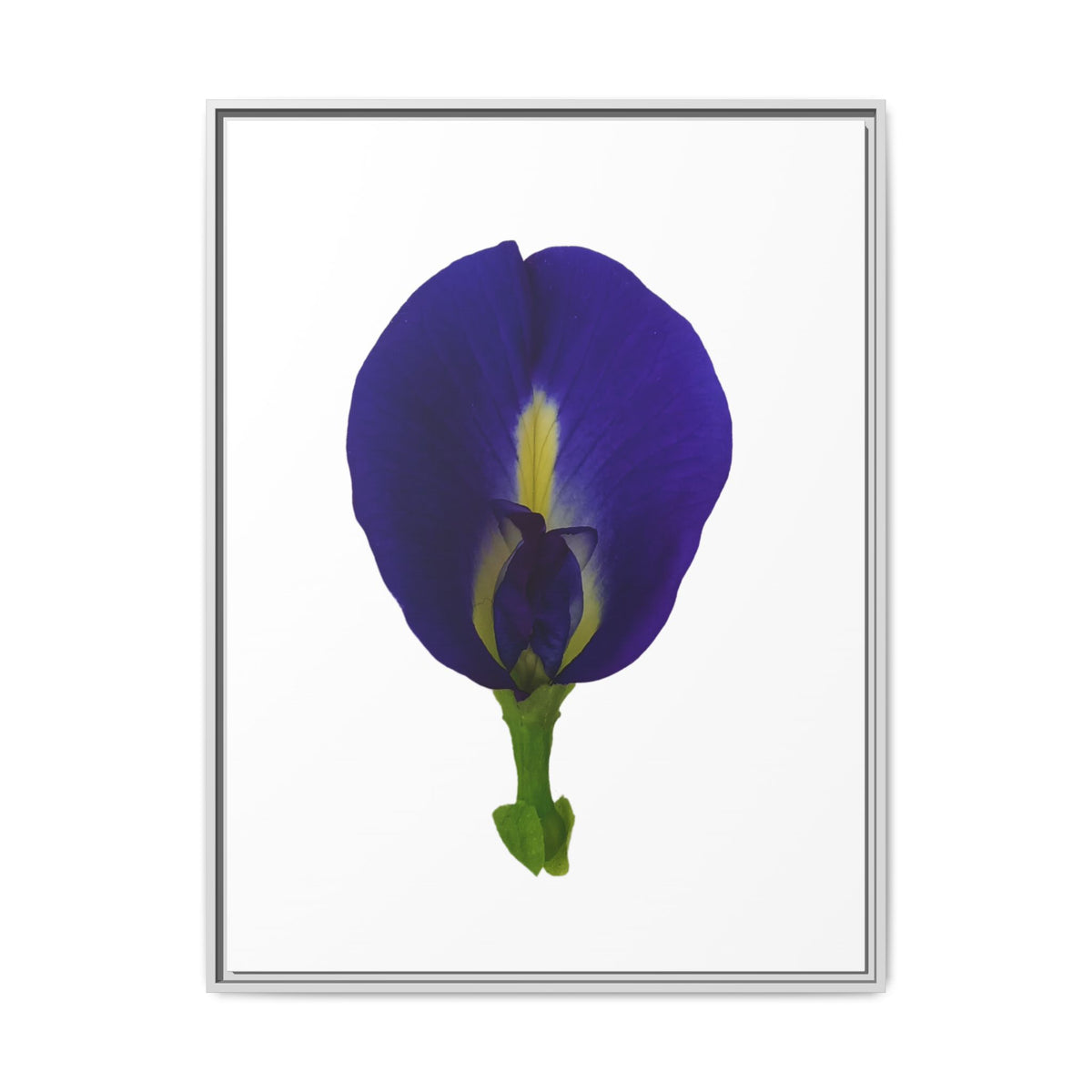 Original Butterfly Pea Flower Framed Canvas Wall Art