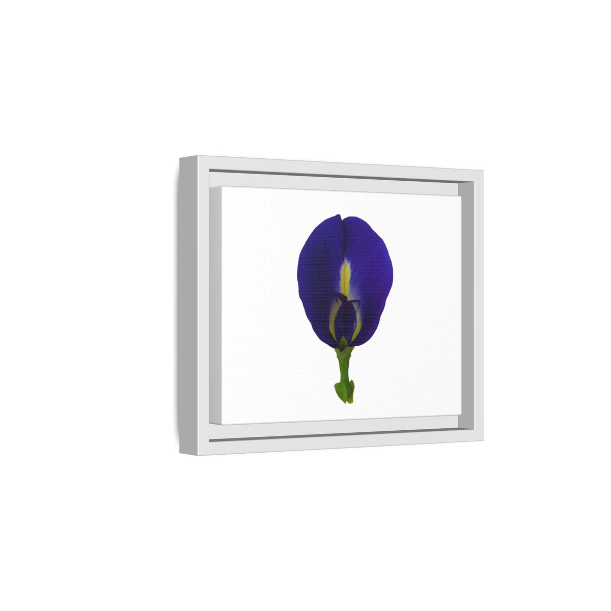 Original Butterfly Pea Flower Framed Canvas Wall Art