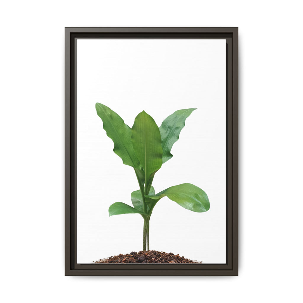 Blood Lily Plant Paintbrush Lily Plant Framed Canvas Wall Art