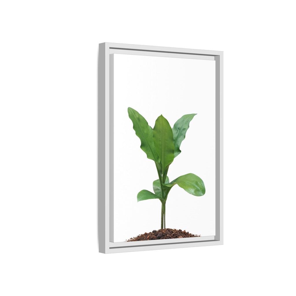 Blood Lily Plant Paintbrush Lily Plant Framed Canvas Wall Art