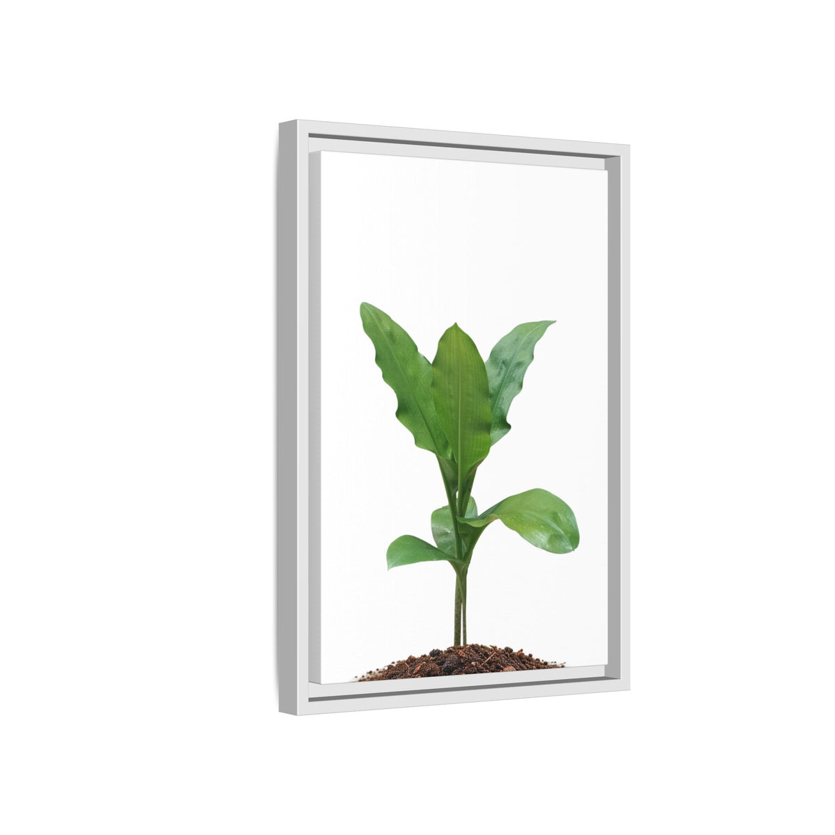 Blood Lily Plant Paintbrush Lily Plant Framed Canvas Wall Art