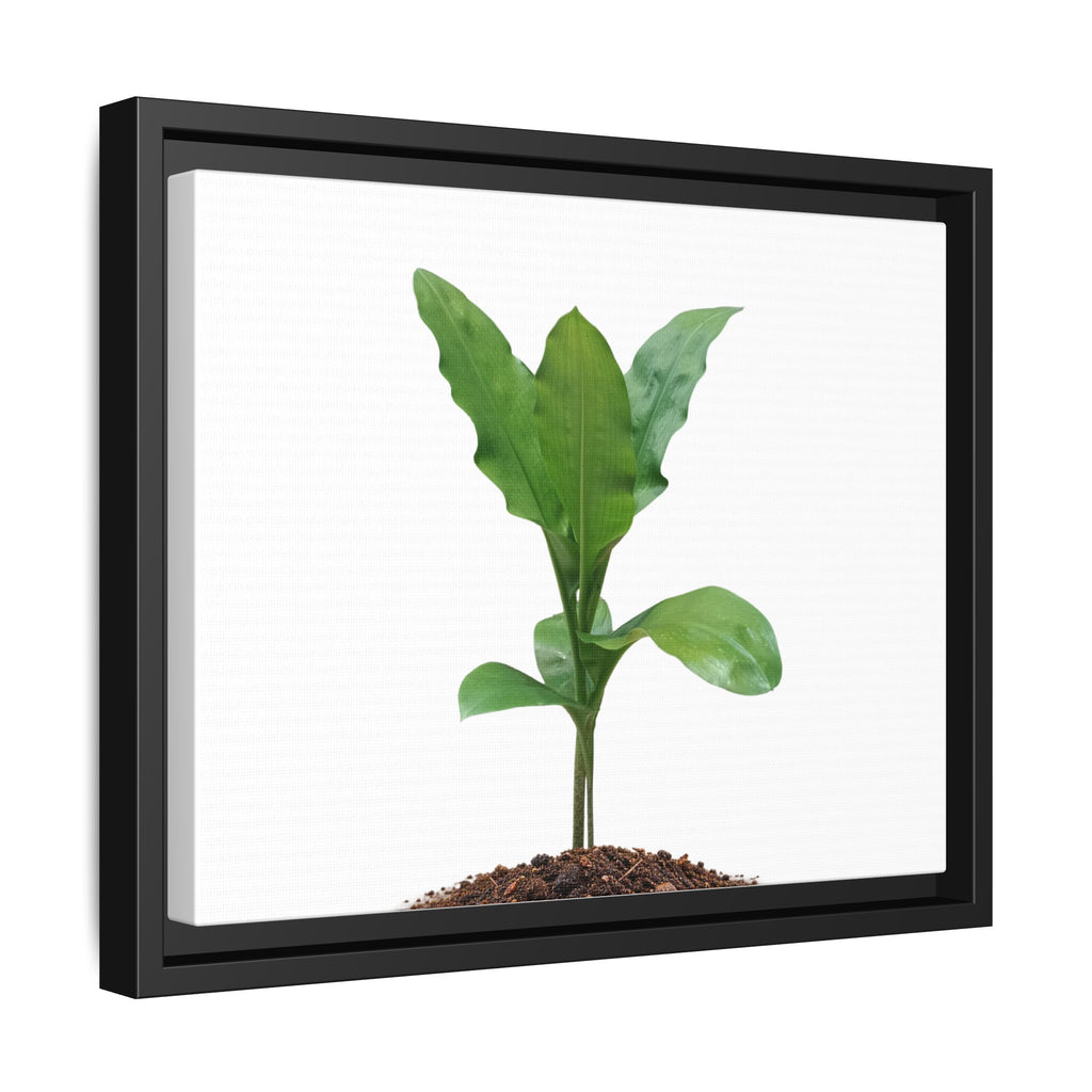 Blood Lily Plant Paintbrush Lily Plant Framed Canvas Wall Art