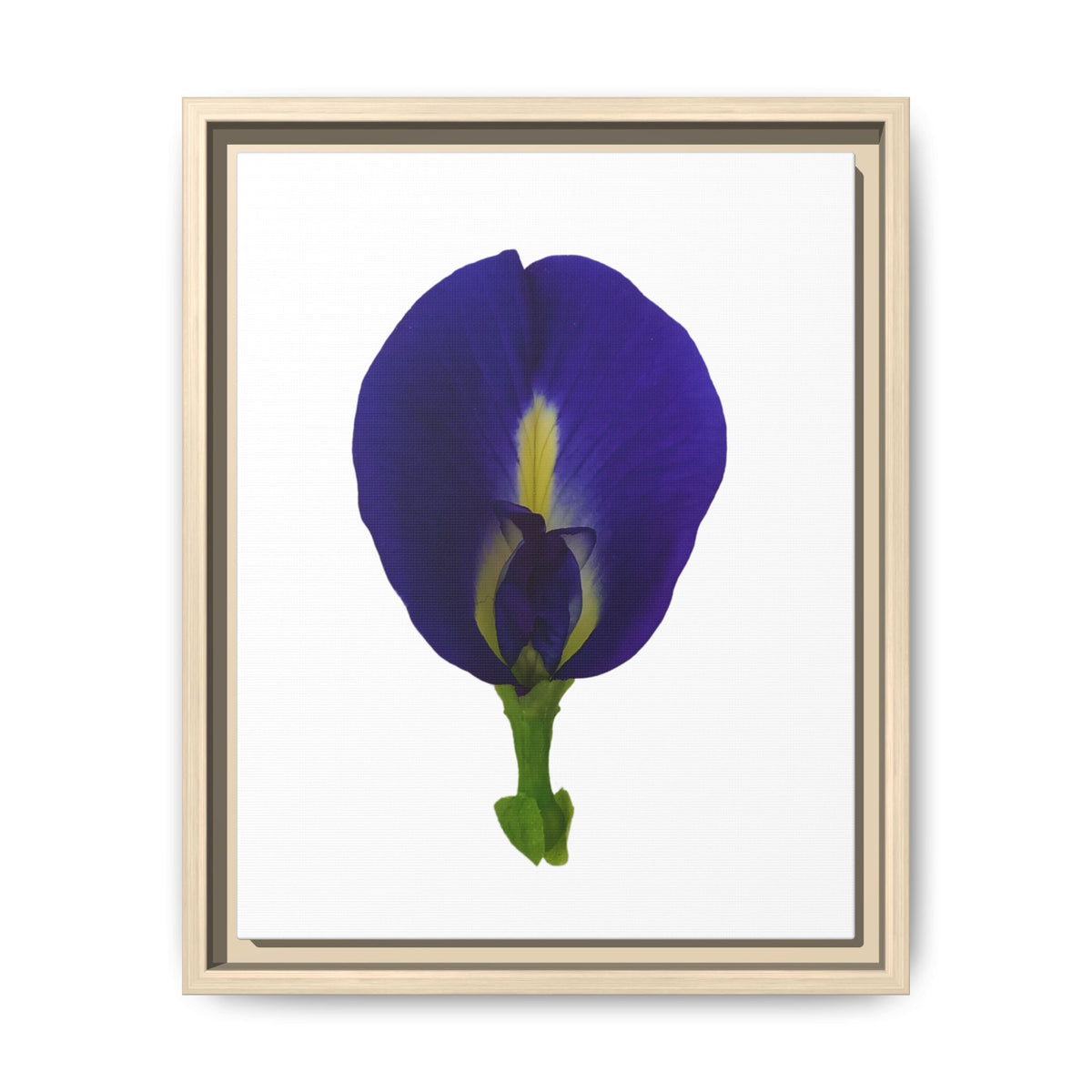Original Butterfly Pea Flower Framed Canvas Wall Art