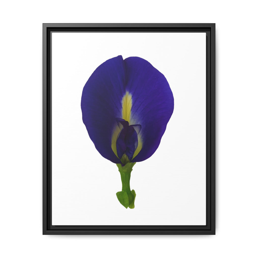 Original Butterfly Pea Flower Framed Canvas Wall Art
