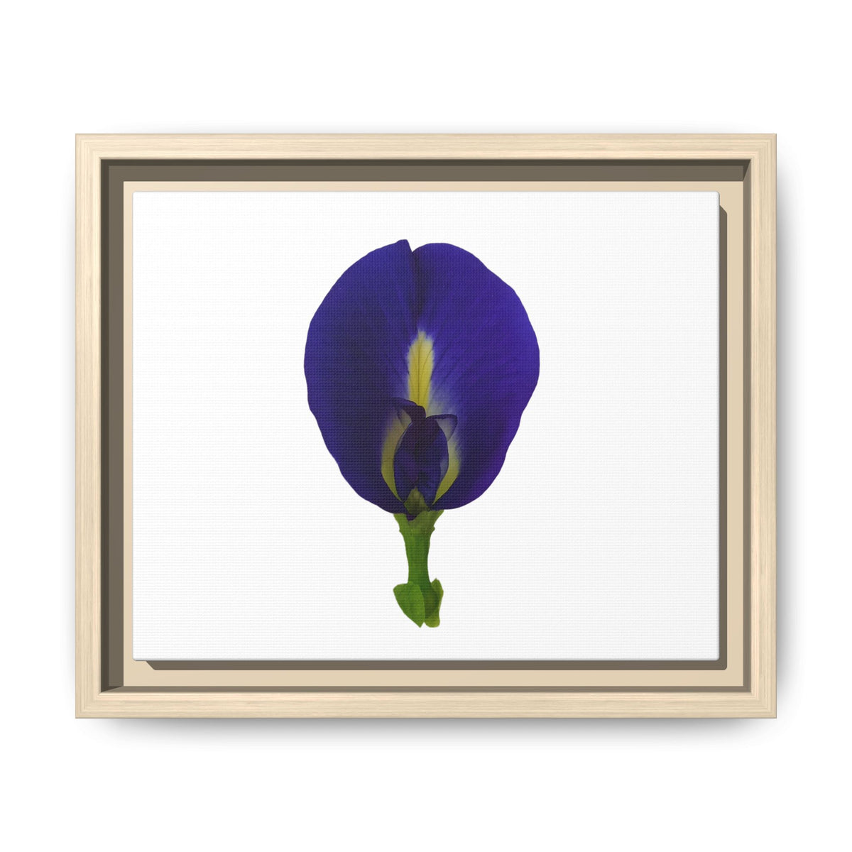Original Butterfly Pea Flower Framed Canvas Wall Art