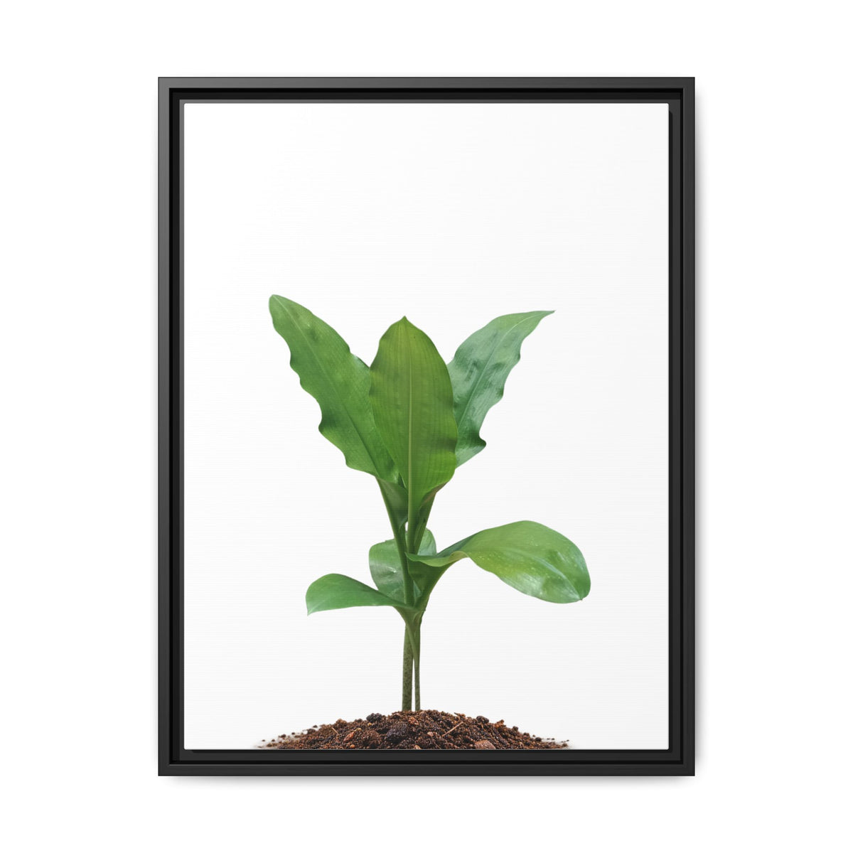 Blood Lily Plant Paintbrush Lily Plant Framed Canvas Wall Art