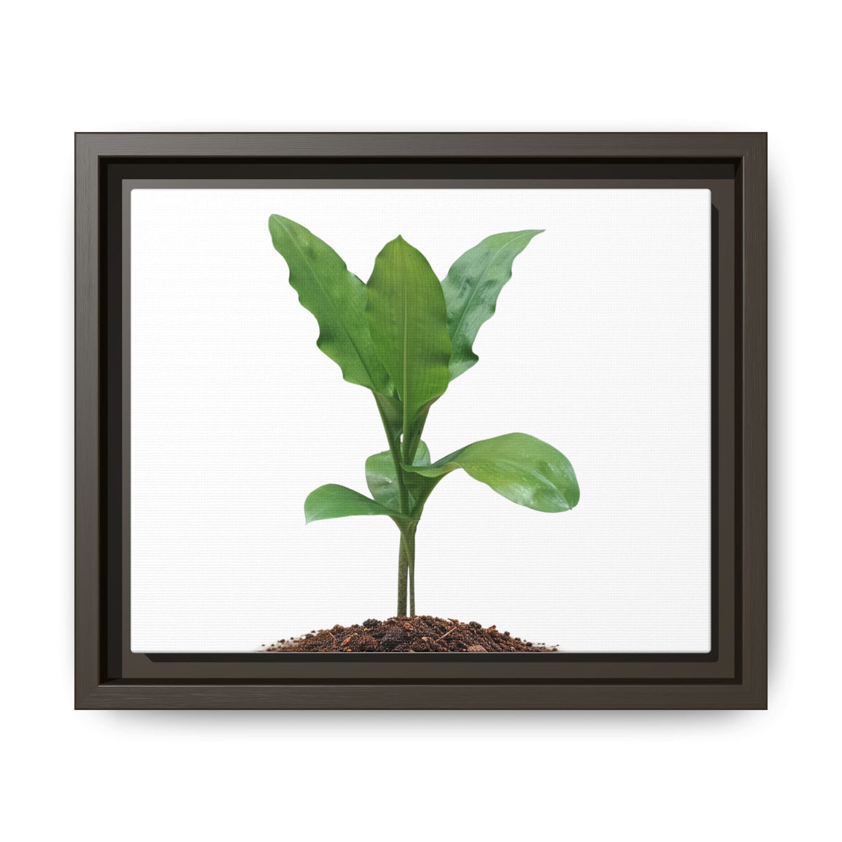 Blood Lily Plant Paintbrush Lily Plant Framed Canvas Wall Art