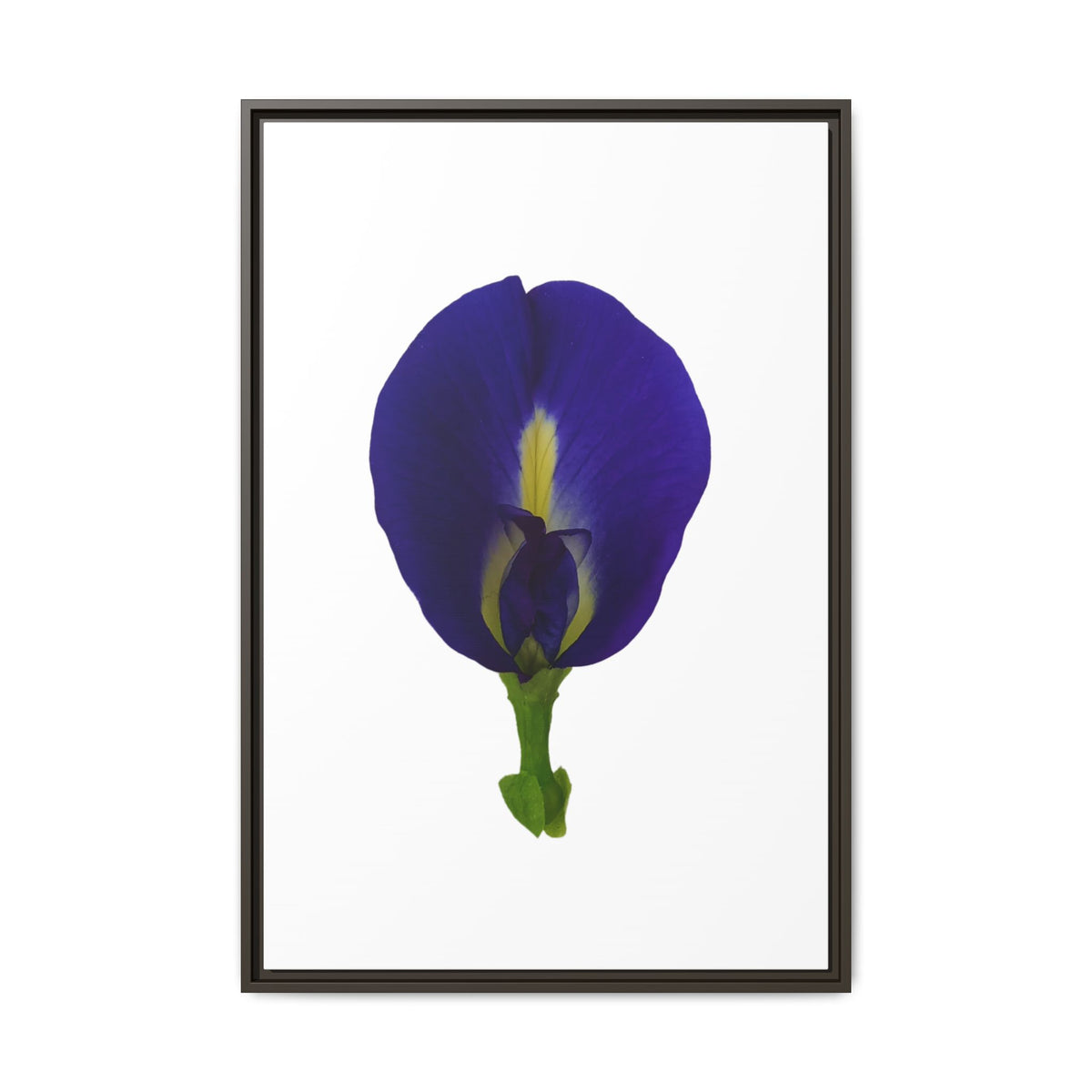 Original Butterfly Pea Flower Framed Canvas Wall Art