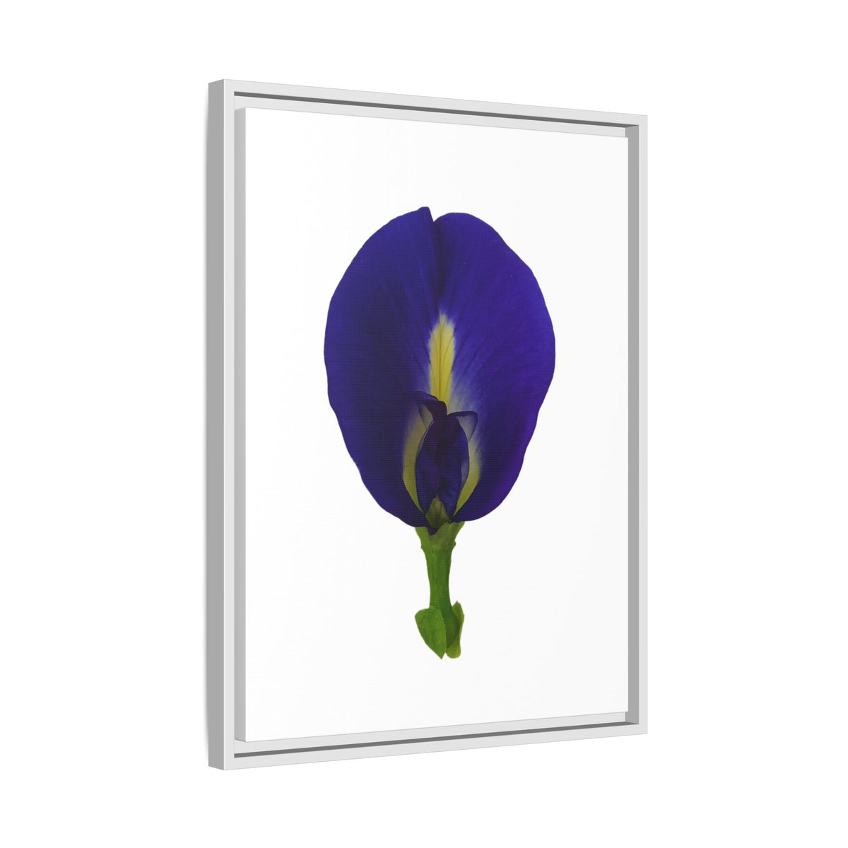 Original Butterfly Pea Flower Framed Canvas Wall Art