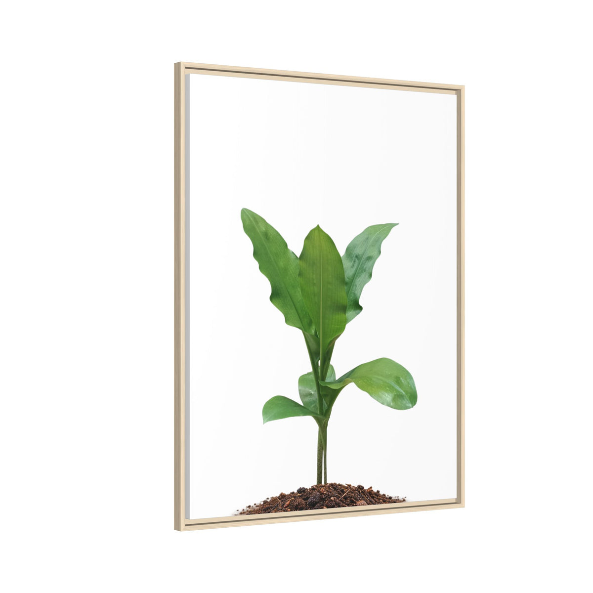 Blood Lily Plant Paintbrush Lily Plant Framed Canvas Wall Art