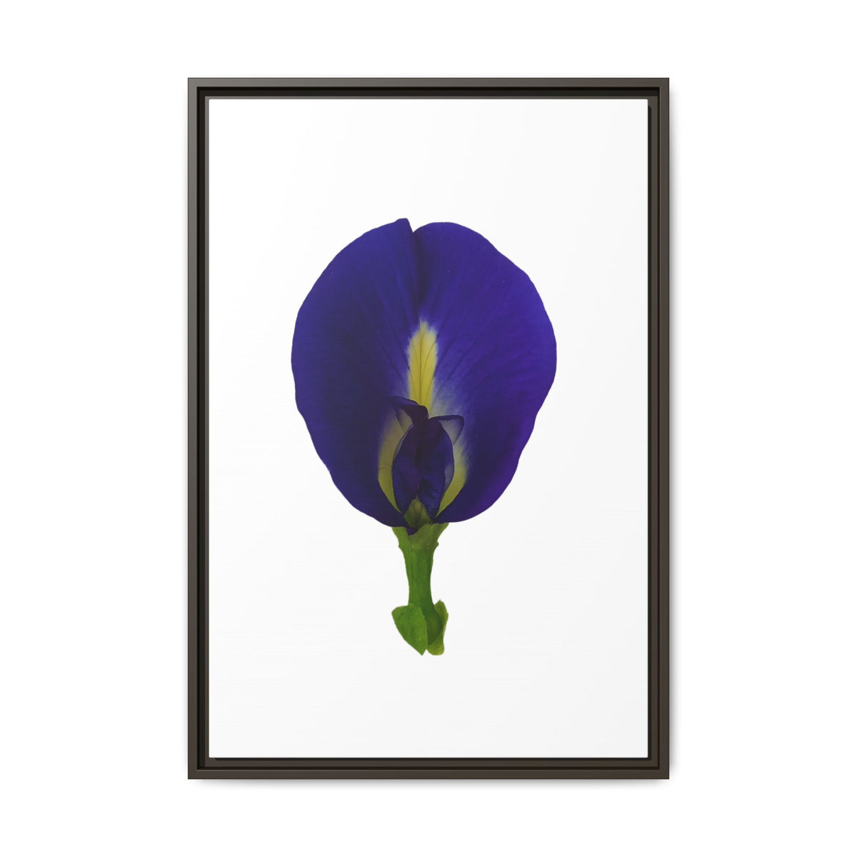 Original Butterfly Pea Flower Framed Canvas Wall Art