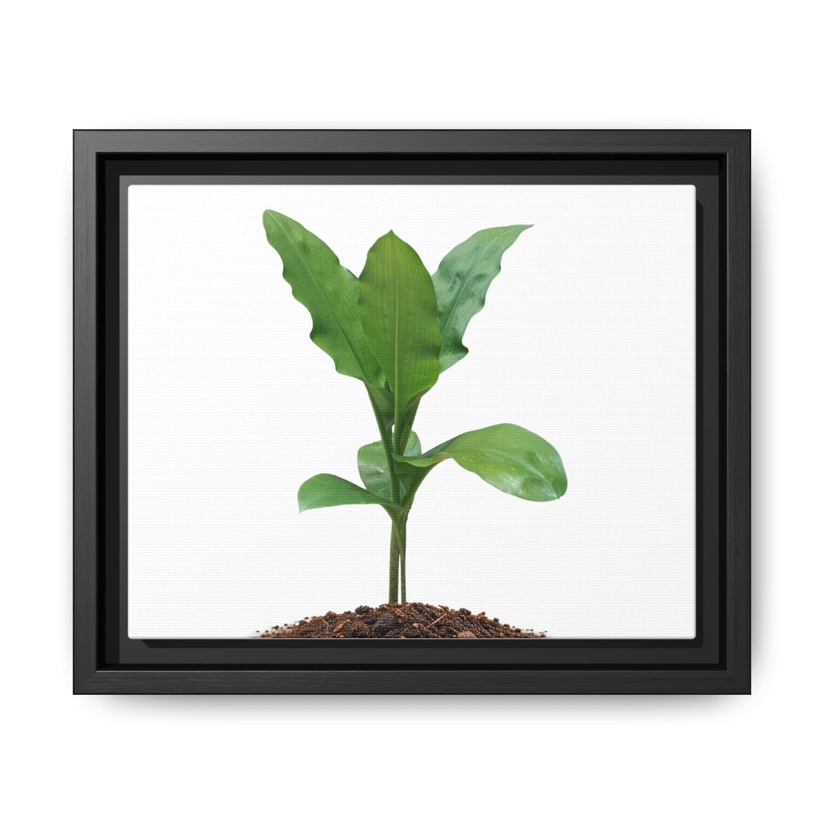 Blood Lily Plant Paintbrush Lily Plant Framed Canvas Wall Art