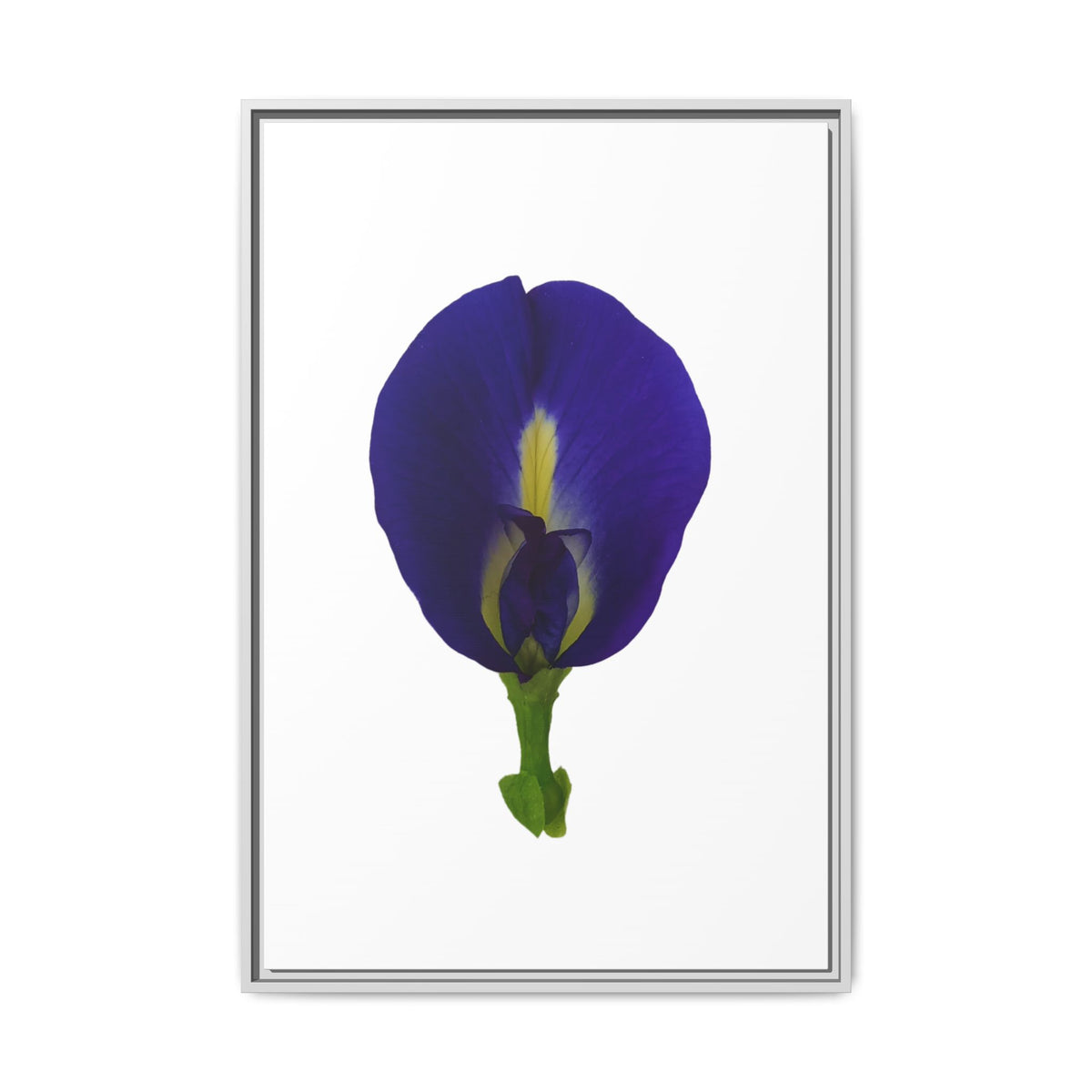 Original Butterfly Pea Flower Framed Canvas Wall Art