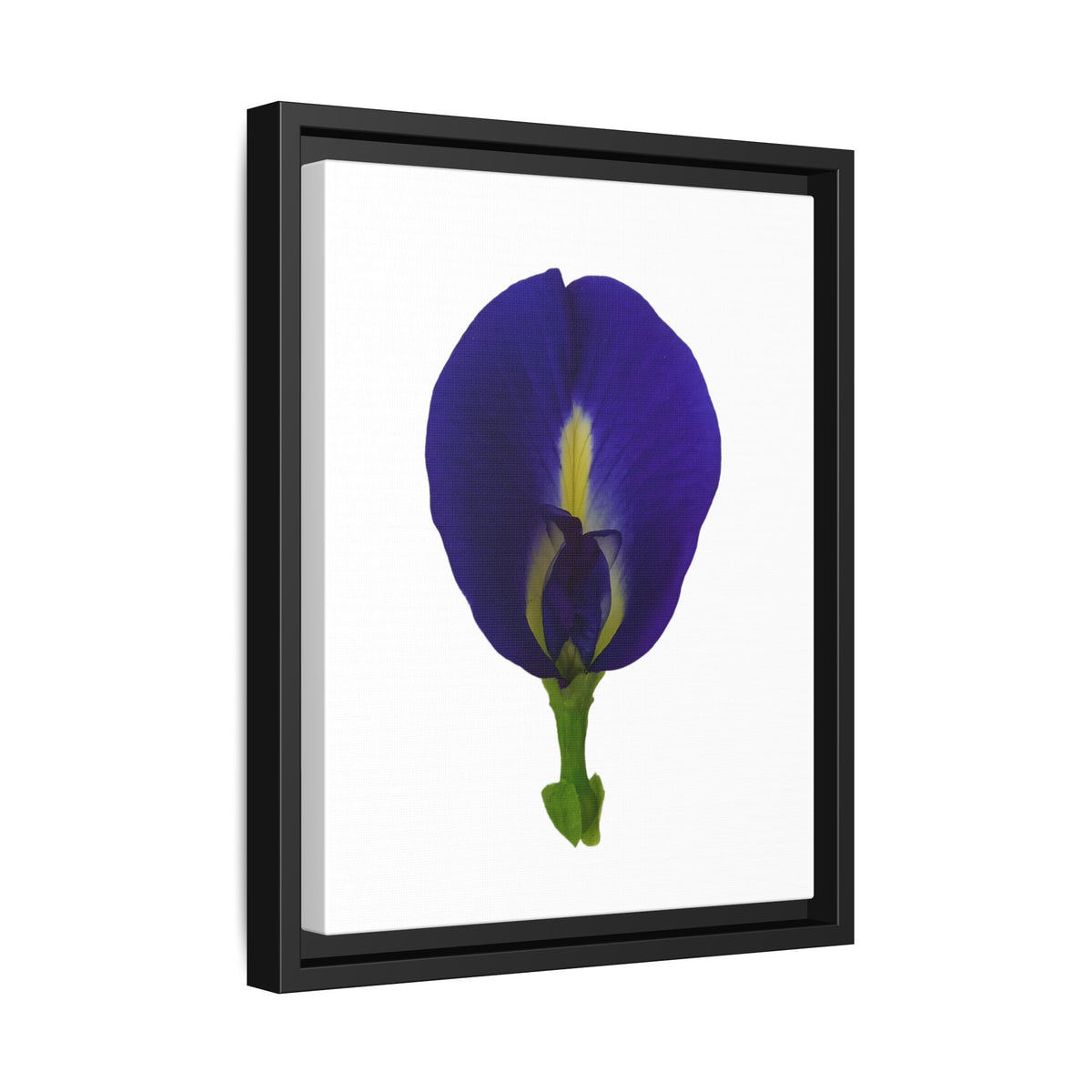 Original Butterfly Pea Flower Framed Canvas Wall Art