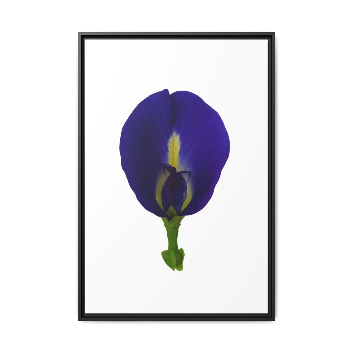 Original Butterfly Pea Flower Framed Canvas Wall Art