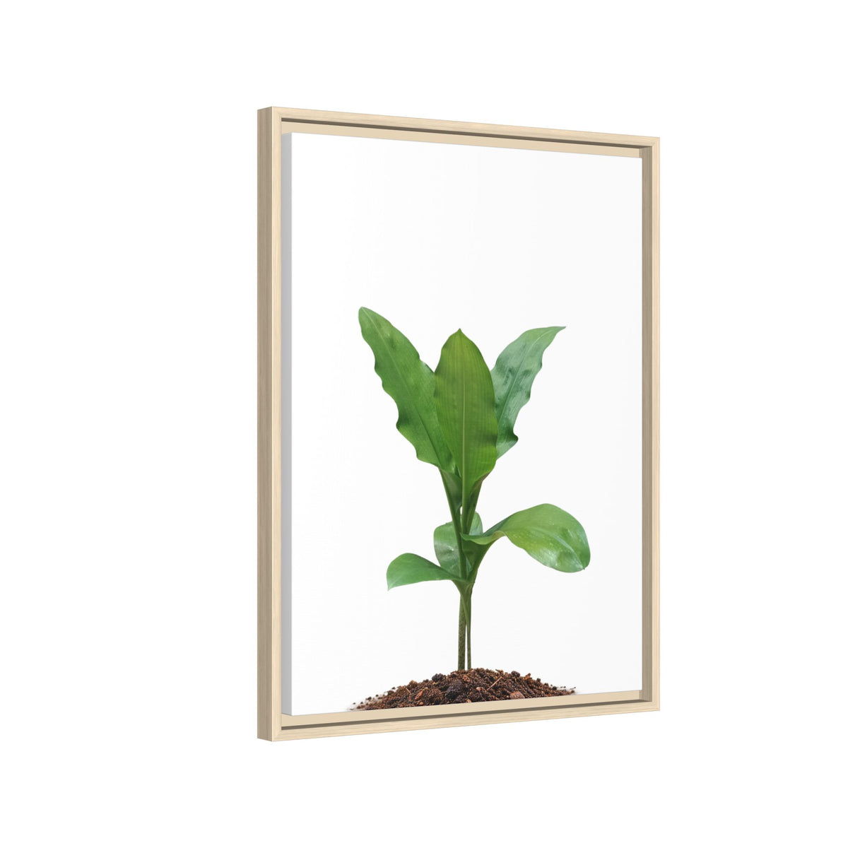 Blood Lily Plant Paintbrush Lily Plant Framed Canvas Wall Art